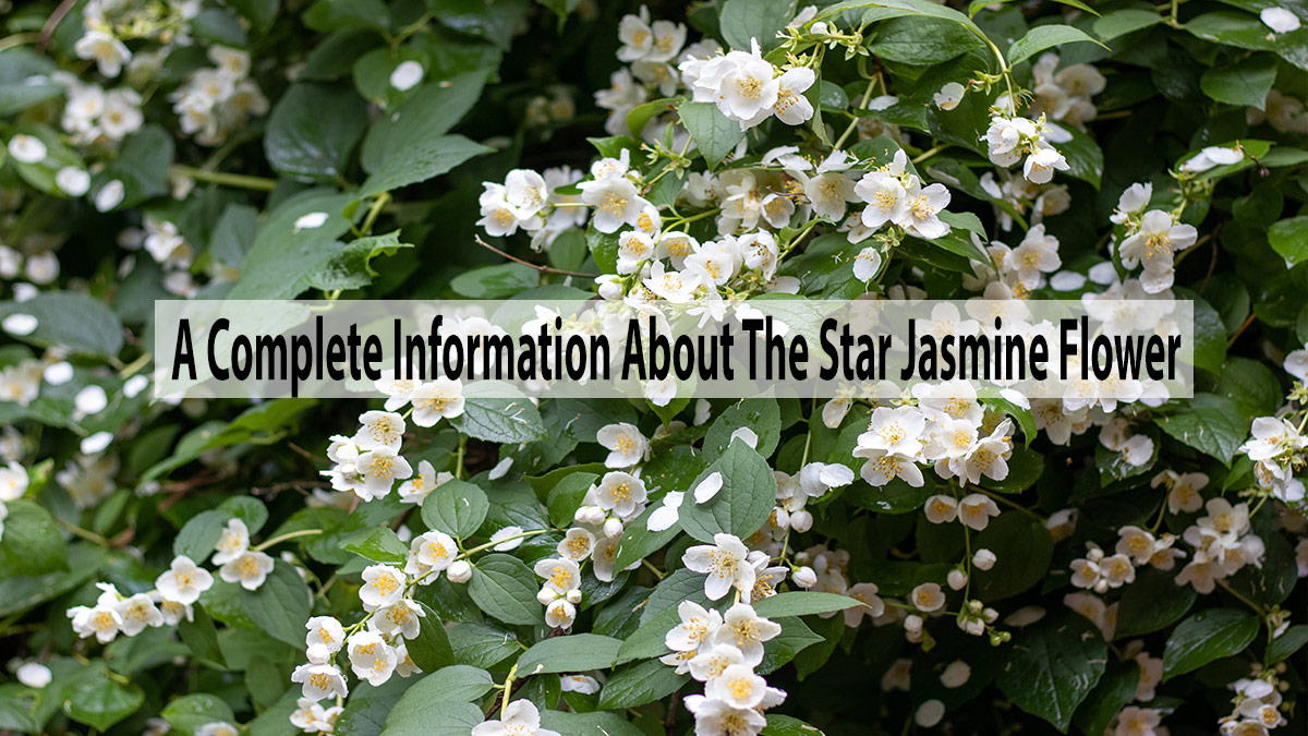 A Complete Information About The Star Jasmine Flower