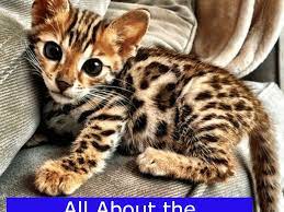 bengal cat