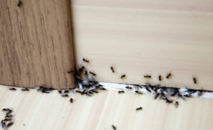 Ants in Hous