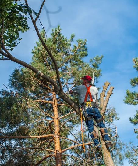 tree-trimming