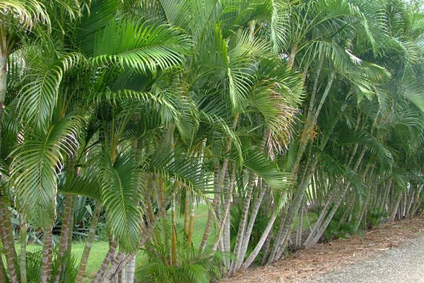 How Big Does a Golden Cane Palm Get?